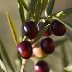 Koroneiki Greek Olive Tree - USDA Organic 9 Koroneiki Greek Olive Tree - USDA Organic -Fast-Growing-Trees Shop Koroneiki Olive 2 FGT db93b214 428c 4733 979d a70f1f9b9f7f