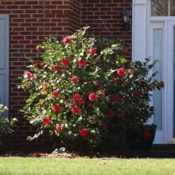 Kramers Camellia Shrub 8 Kramers Camellia Shrub -Fast-Growing-Trees Shop Kramers Camellia FGT 5