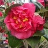 Kramers Camellia Shrub -Fast-Growing-Trees Shop Kramers Camellia FGT 600x600 b6ff6f90 18d4 4af6 8a42 ce6318e1b77d