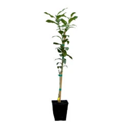 Key Lime Tree 17 Key Lime Tree -Fast-Growing-Trees Shop LIM KEY 12 QT