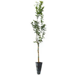 Key Lime Tree 16 Key Lime Tree -Fast-Growing-Trees Shop LIM KEY 34 C