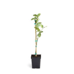 Persian 'Bearss' Lime Tree -Fast-Growing-Trees Shop LIM PER 12 1QT