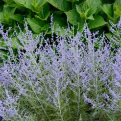 Lacey Blue Russian Sage -Fast-Growing-Trees Shop Lacey Blue Russian Sage 1