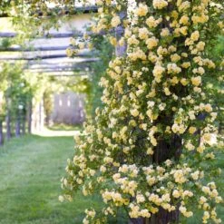Lady Banks Climbing Rose 9 Lady Banks Climbing Rose -Fast-Growing-Trees Shop Lady Banks Rose 3 FGT