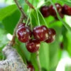 Cherry Pollinator Pack -Fast-Growing-Trees Shop Lapins Cherry Tree BB 600x600 14d644b0 a96f 42f7 881b d9835ccbefab
