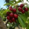 Lapins Cherry Tree 2 Lapins Cherry Tree -Fast-Growing-Trees Shop Lapins Cherry Tree FGT 600x600 333fdf32 7e55 4a6b 9459 e0c0dba9420f