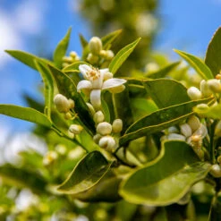Lane Late Navel Orange -Fast-Growing-Trees Shop Late Lane Orange 1