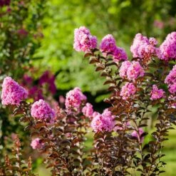 Black Diamond® Lavender Lace™ Crape Myrtle Tree -Fast-Growing-Trees Shop Lavender Lace Crape Myrtle 1