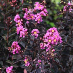 Black Diamond® Lavender Lace™ Crape Myrtle Tree -Fast-Growing-Trees Shop Lavender Lace Crape Myrtle 4