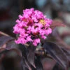 Black Diamond® Lavender Lace™ Crape Myrtle Tree 1 Black Diamond® Lavender Lace™ Crape Myrtle Tree -Fast-Growing-Trees Shop Lavender Lace Crape Myrtle 600x6001 4f8b50ed 9268 4241 8a37 236adad5bb86