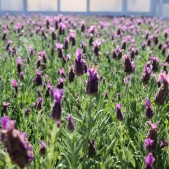 Lavender Standard Topiary Tree 10 Lavender Standard Topiary Tree -Fast-Growing-Trees Shop Lavender Trees 1