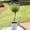 Lavender Standard Topiary Tree -Fast-Growing-Trees Shop Lavender Trees 600x600 2