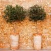 Lecciana Olive Tree -Fast-Growing-Trees Shop Lecciana Olive Tree 1
