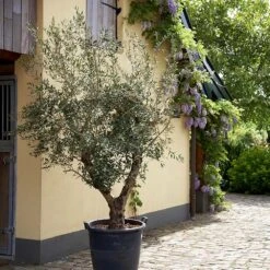 Lecciana Olive Tree 9 Lecciana Olive Tree -Fast-Growing-Trees Shop Lecciana Olive Tree 2