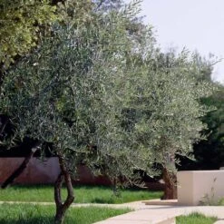Lecciana Olive Tree 10 Lecciana Olive Tree -Fast-Growing-Trees Shop Lecciana Olive Tree 3