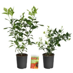 Key Lime Bush -Fast-Growing-Trees Shop Lemon and LimeBushes 2 31975147 2017 44d5 b15a 40358a1b57dd