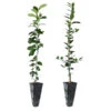Meyer Lemon + Key Lime Tree Pack -Fast-Growing-Trees Shop Lemon and LimeTrees 600x600 7e66b743 a12b 4add 8d38 f0bb875cf7b0