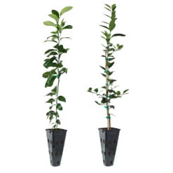 Meyer Lemon + Key Lime Tree Pack -Fast-Growing-Trees Shop Lemon and LimeTrees 91ce8611 fcee 4431 8480 d36e7e121b7e