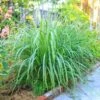 Lemon Grass Plant (Cymbopogon Citratus) 1 Lemon Grass Plant (Cymbopogon Citratus) -Fast-Growing-Trees Shop Lemon Grass FGT 600x600 de77fb29 9e3d 400e a75c a7a0bdaddc89