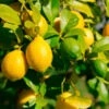 Lemon-Lime Citrus Bush -Fast-Growing-Trees Shop Lemon Lime Tree 600x600 21dd269a 3597 4ba1 a9b9 5a0b25c8cee4