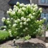 Limelight Hydrangea Tree 1 Limelight Hydrangea Tree -Fast-Growing-Trees Shop Limelight Hydrangea Tree FGT 600x600 e0352a94 f738 4470 b7a5 056d2defa892