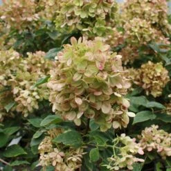 Limelight Hydrangea Shrub -Fast-Growing-Trees Shop Limelight Hydrangea 3 FGT