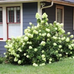 Limelight Hydrangea Shrub -Fast-Growing-Trees Shop Limelight Hydrangea 4 FGT