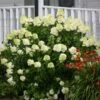 Limelight Hydrangea Shrub -Fast-Growing-Trees Shop Limelight Hydrangea FGT 600x600 1b72fac0 3424 494c bbd3 2c549418a840