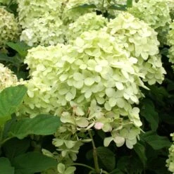 Limelight Hydrangea Tree 11 Limelight Hydrangea Tree -Fast-Growing-Trees Shop Limelight Hydrangea Tree 4 FGT