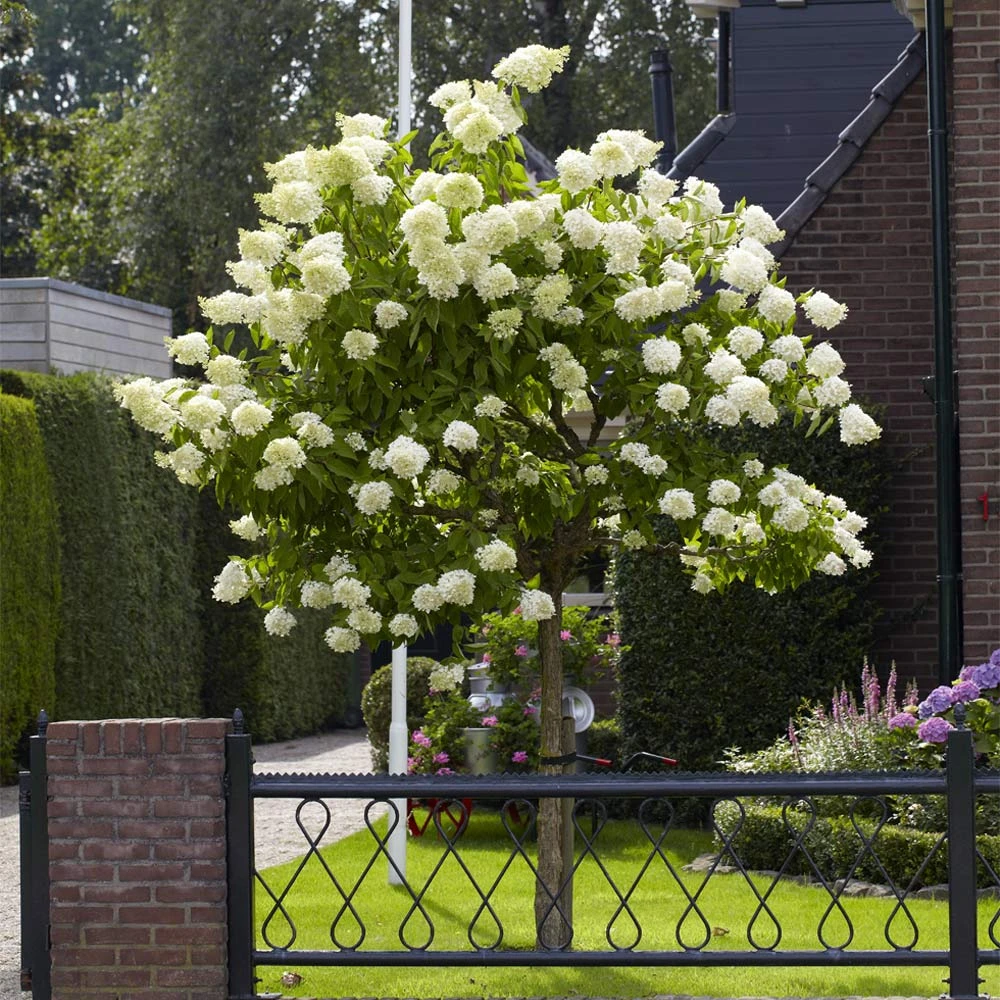 Limelight Hydrangea Tree 5 Limelight Hydrangea Tree - Image 3