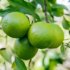 Limequat Citrus Tree -Fast-Growing-Trees Shop Limequat 1 FGT