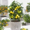Limequat Citrus Tree -Fast-Growing-Trees Shop Limequat FGT 600x600 a92ccace c4ae 4bc6 a976 3c1e0bd252e5