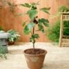 Little Miss Figgyâ„¢ Tree - USDA Organic 1 Little Miss Figgyâ„¢ Tree - USDA Organic -Fast-Growing-Trees Shop Little Miss Figgy Fig FGT 600x600 9a6ad374 df91 4643 a33e 7814bac69648
