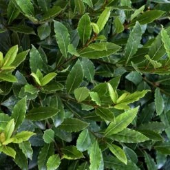 Little Ragu® Sweet Bay Shrub -Fast-Growing-Trees Shop Little Ragu Sweet Bay 2