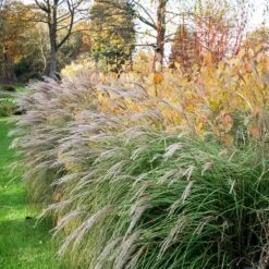 Little Kitten Maiden Grass 7 Little Kitten Maiden Grass -Fast-Growing-Trees Shop Little kitten Madien Grass 1