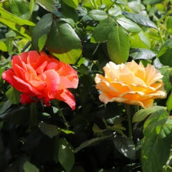Livin' Easy™ And Easy-Going™ Two-fer® Rose Tree -Fast-Growing-Trees Shop Living Easy Easy Going Rose Tree 2