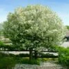 Lollipop® Crabapple Tree 1 Lollipop® Crabapple Tree -Fast-Growing-Trees Shop Lollipop Crabapple 600x600 d8624b65 ba63 4304 8a6a eed9f908becf