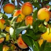 Loring Peach Tree (USDA Organic) -Fast-Growing-Trees Shop Loring Peach 600x600 bcd54c64 5541 46c2 a509 5c41a78c8801