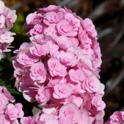 Love Hydrangea -Fast-Growing-Trees Shop Love Hydrangea 2 FGT