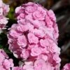 Love Hydrangea 1 Love Hydrangea -Fast-Growing-Trees Shop Love Hydrangea FGT 600x600 be6fc21e 2089 4279 8614 a48bd6585a70