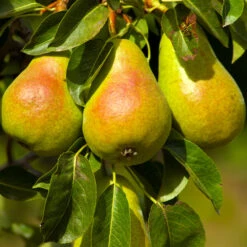 Luscious Pear Tree -Fast-Growing-Trees Shop Luscious Pear 4 FGT