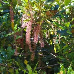 Macadamia Nut Tree -Fast-Growing-Trees Shop Macadamia Nut Tree 2