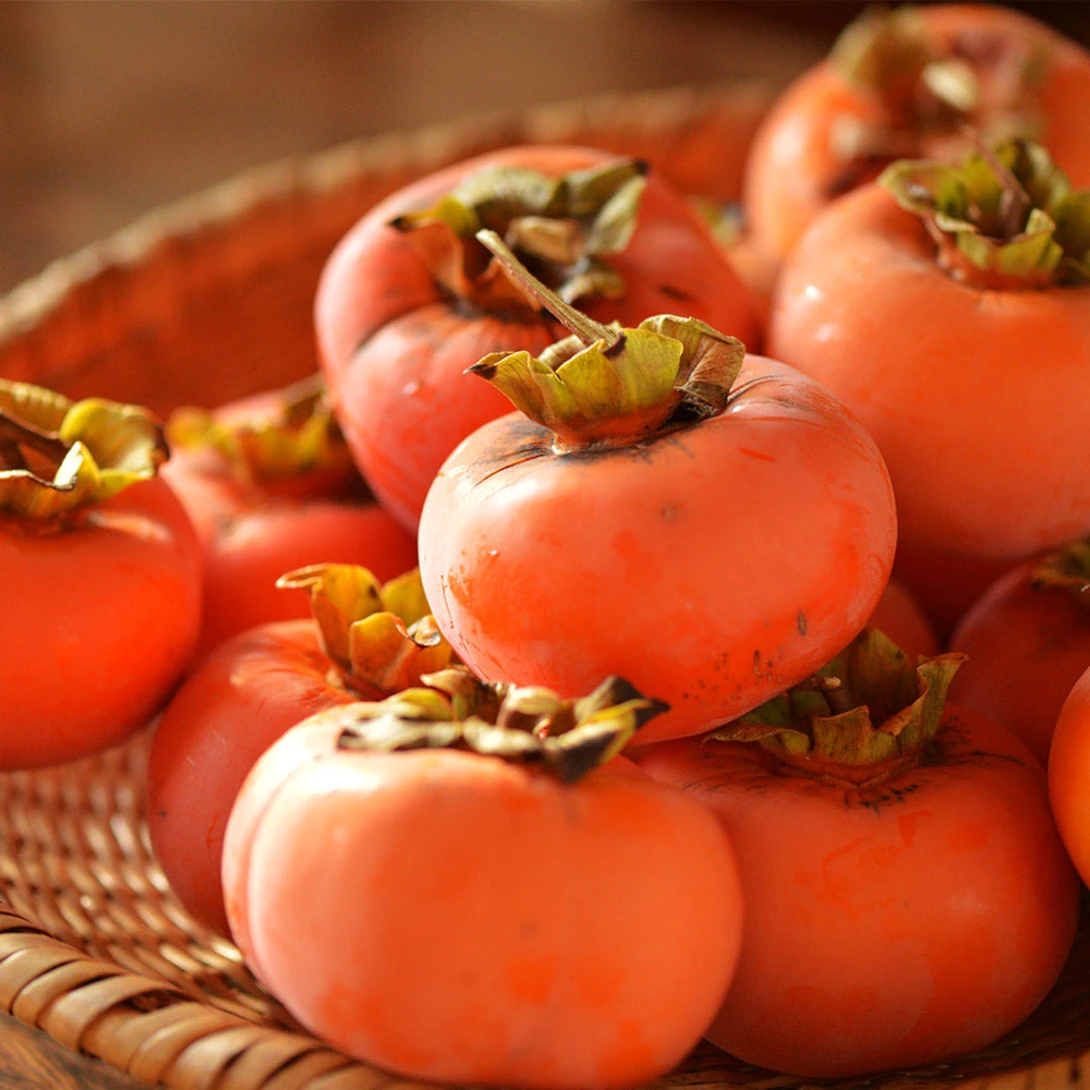 Weeping Persimmon 5 Weeping Persimmon - Image 3