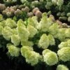 Magical® Candle Hydrangea Shrub -Fast-Growing-Trees Shop Magical Candle 600x600 FGT