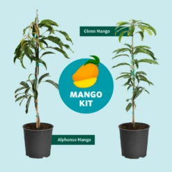 Alphonso Mango 15 Alphonso Mango -Fast-Growing-Trees Shop Mango Kit Graphic dc77f6db ee29 43d2 85de 9f3718171195