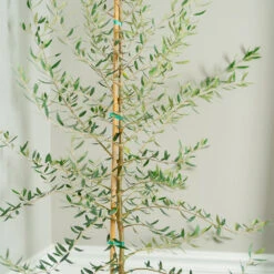 Manzanillo Olive Tree -Fast-Growing-Trees Shop Manzanilla Olive Tree 2