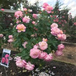 Marc Chagall™ Rose -Fast-Growing-Trees Shop Marc Chagall