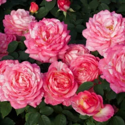 Marc Chagall™ Rose Tree -Fast-Growing-Trees Shop Marc Chagall Standard 3