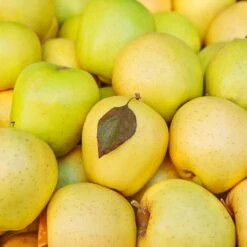 Mutsu (Crispin) Apple Tree -Fast-Growing-Trees Shop Matsu Crispin Apple 2 911ff493 b5f3 4735 b48a e3117551cc55