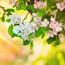 Mutsu (Crispin) Apple Tree -Fast-Growing-Trees Shop Matsu Crispin Apple 5 dca4ed85 2ad7 4328 a42e 52262a2a9672